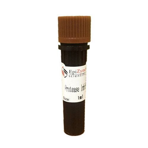 Anti-EGFR 兔单抗 货号R012146 EpiZyme/雅酶