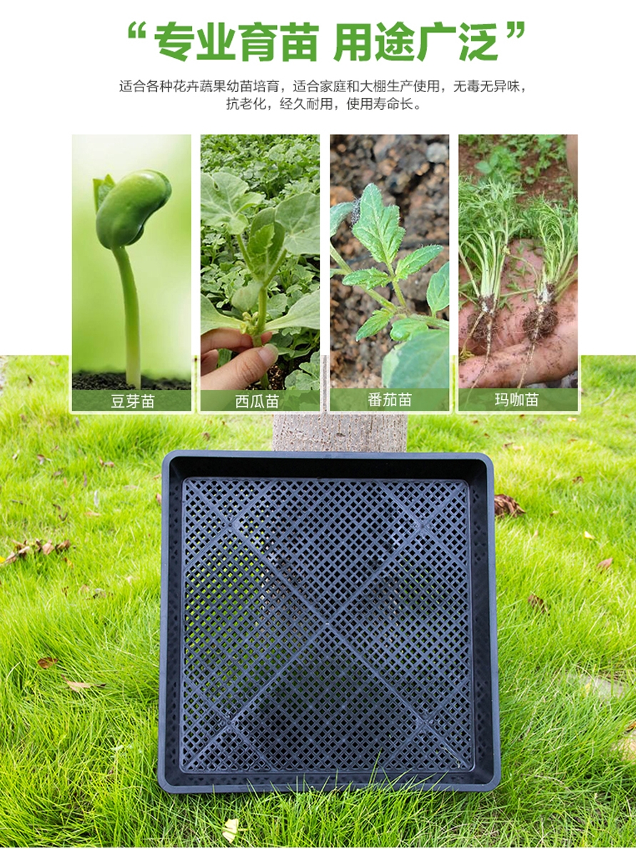 Seedling plate Maca plate Dendrobium plate Square rectangular plate Sprout vegetable planting plate Seedling flat plate