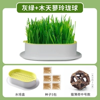 Серо -зеленый без земной гидропоны [дайте 5 пакетов семян]+мухотанья линглонг (Cat Mint)