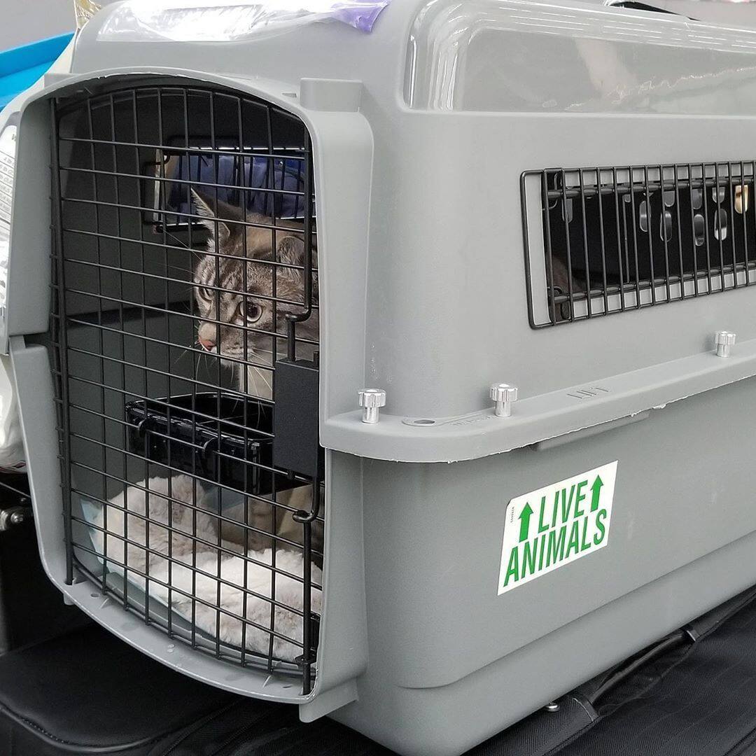 US Imports Petmate Kitty Cat Fashion Air Box Small Dog Airlift Cat Bag Takeaway Cage Accessories