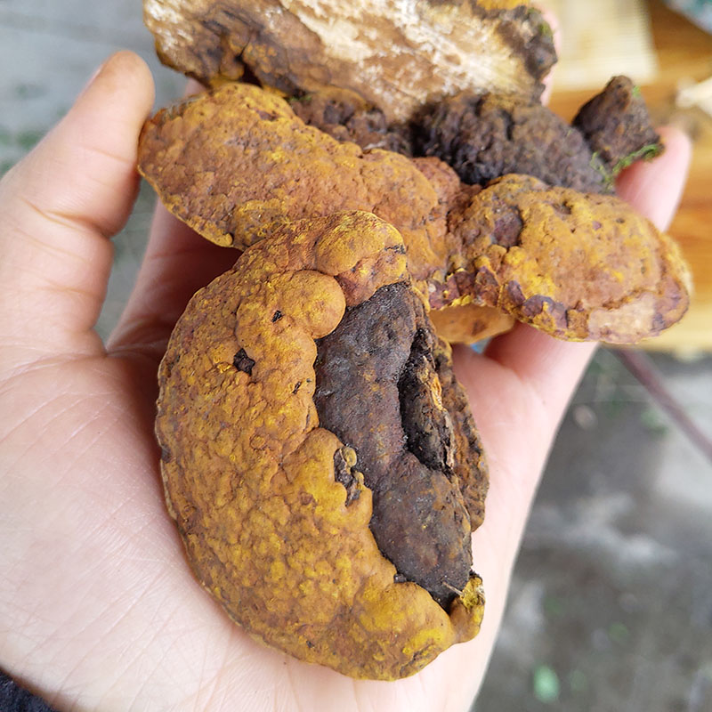 Poplar Mulberry Yellow 250g Phnom Penh Mulberry Yellow Ganoderma lucidum non-500g non-Mulberry Mulberry Yellow Northeast Cut Into Pieces and Powdered