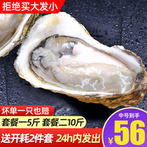 Rushan raw oysters fresh shellfish 5kg Rushan oysters fresh ready-to-eat barbecue ingredients 10kg seafood aquatic products