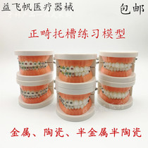 Dental orthodontics with togroove false tooth model Medical patient communication teaching model correction practice Togroove model