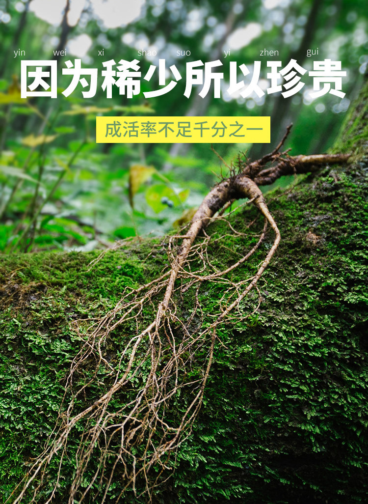 На основе Hress Forest 2_07.jpg