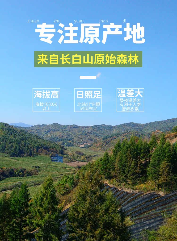 Gress Forest Ginseng 2_02.jpg