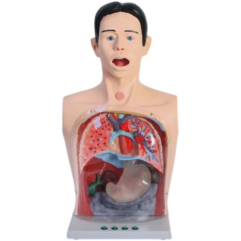 Transparent gastric lavage mechanism model with warning Human gastric lavage model Gastric tube training simulator Teaching medical use