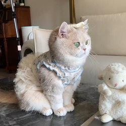 Cat Clothes Summer Sling Dress Dog Princess Dress Thin Vest Anti-hair Pet Gold Gradual Muppet