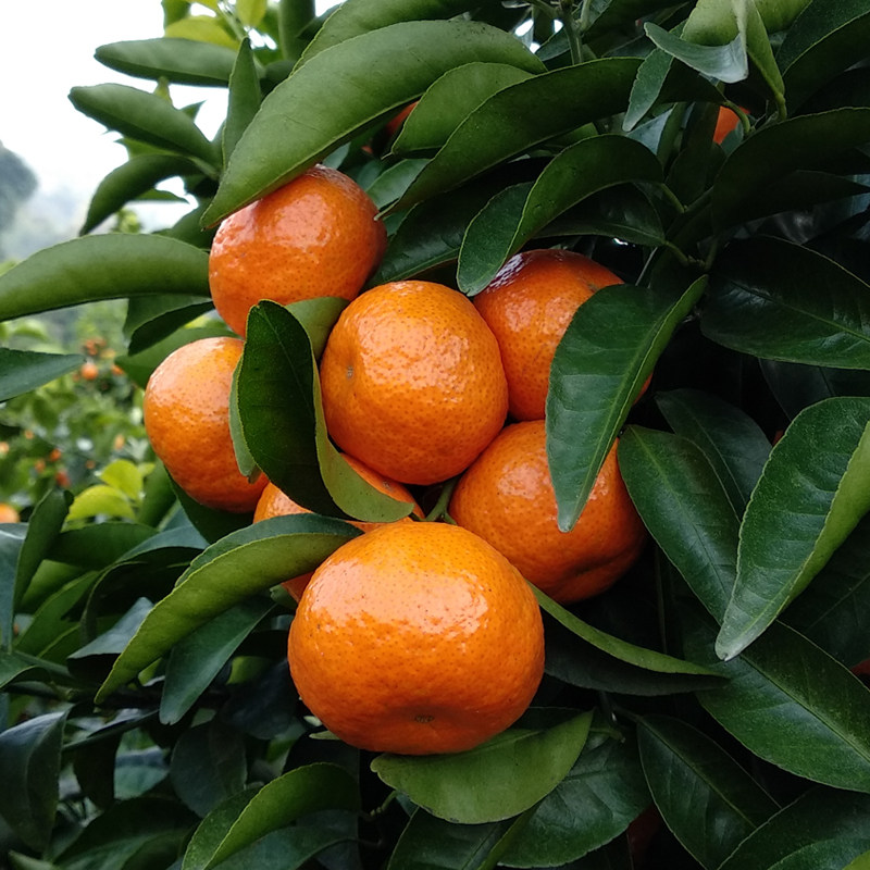 桂林鲜果特产直供企业店