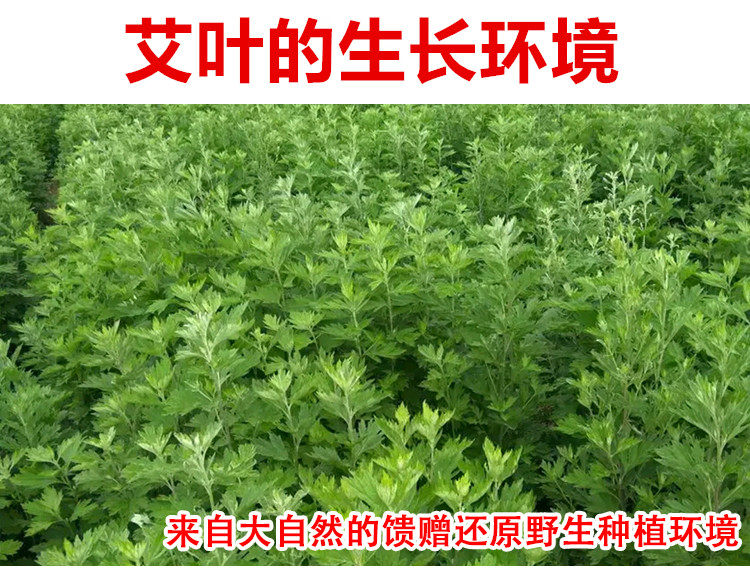 Dried Mugwort Leaf Foot Soak Pack Ai Ye 20g x 30 Bags Traditional External Herbal Bath in use