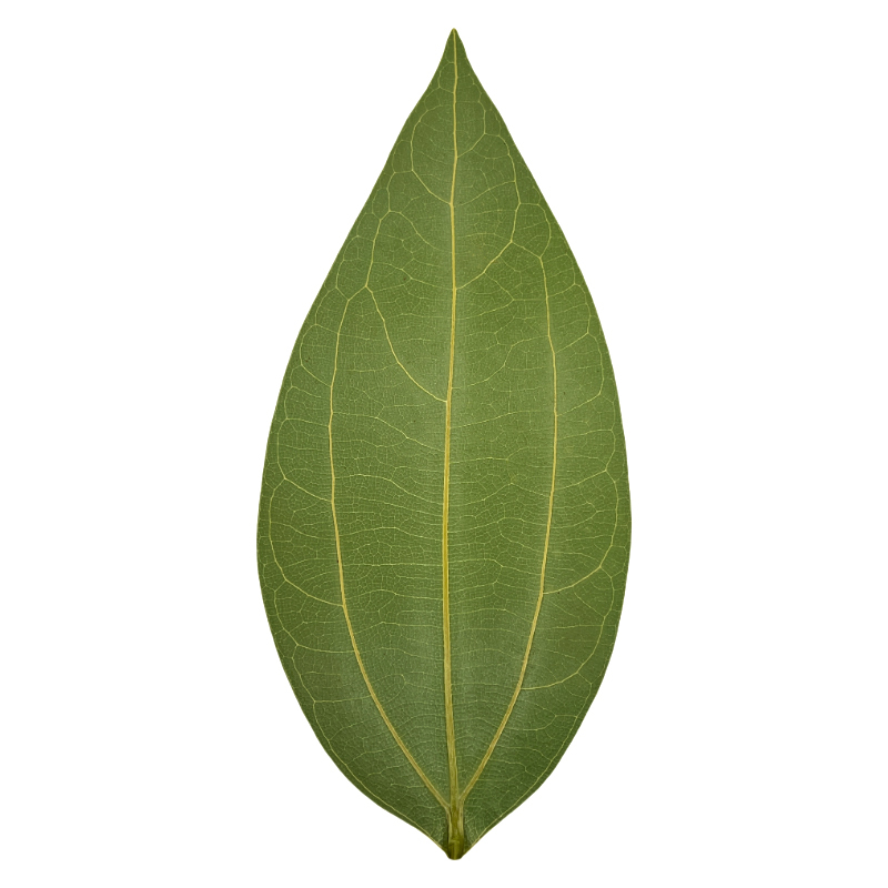 Specialized Leaves for Leaf Carving, Safe Leaves from the Ping an Tree Base, Drying and Processing Wholesale