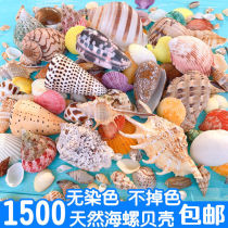 Natural Shells Sea Snail Sea Star Fish Tank Ostomy Decoration Punching Handmade Diy Wind Bell Drift Bottle Material Bag Hem