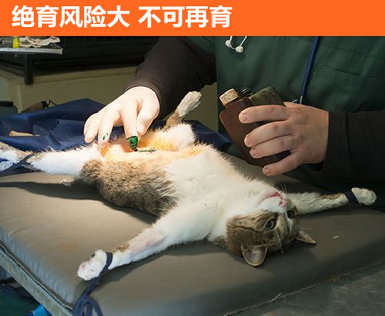 Bột ức chế mèo mẹ ức chế mèo và nỗi buồn ức chế thuốc động dục 喵 mèo bị cấm bột muốn mèo đực bị cấm - Cat / Dog Health bổ sung Sữa cho mèo con giá bảo nhiều