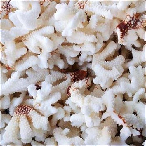 Natural shell sea snail handicraft swing pieces to make white coral branches Scenery Aquarium Paving Decoration 5 catties-Taobao