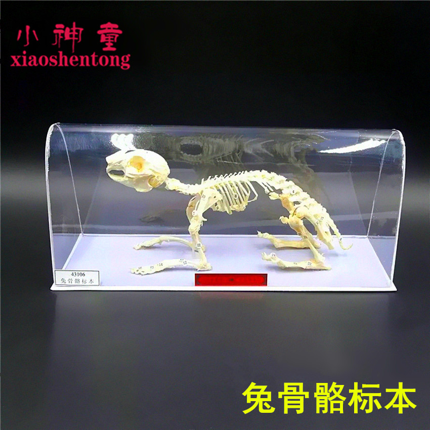 兔骨骼标本 J43106 中学生物实验器材 初中生物标本 教学仪器