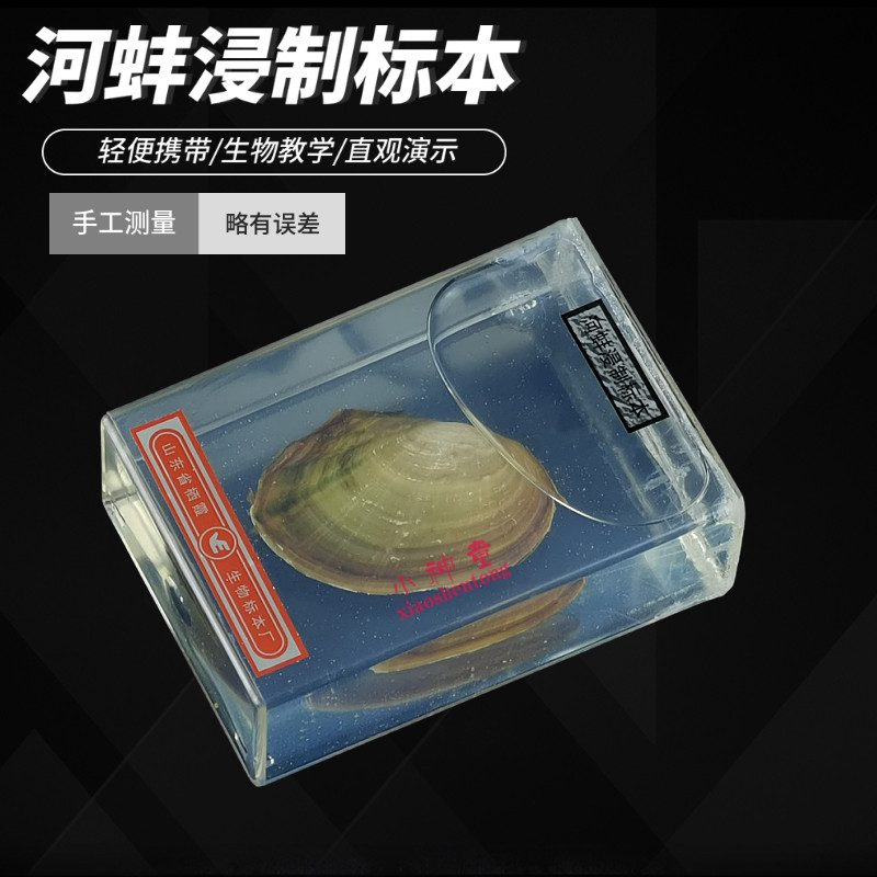 河蚌浸制标本 小学科学 生物实验器材 中学科普教学仪器