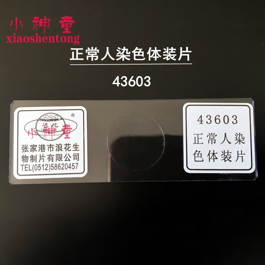 正常人染色体装片 单片 43603生物显微镜切片 教学实验化学仪器材