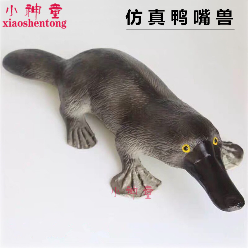 J3237 仿真鸭嘴兽 45cm 生物仪器 实验器材 摆件演示 教学仪器