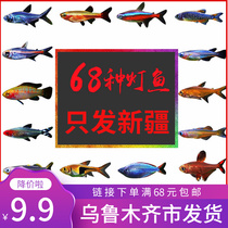 Tropical Little Fish Good Raising Pauline Lights Zebra Freshwater Gold Fish Seedle Cleaning Frame Peacock Small Traffic Light