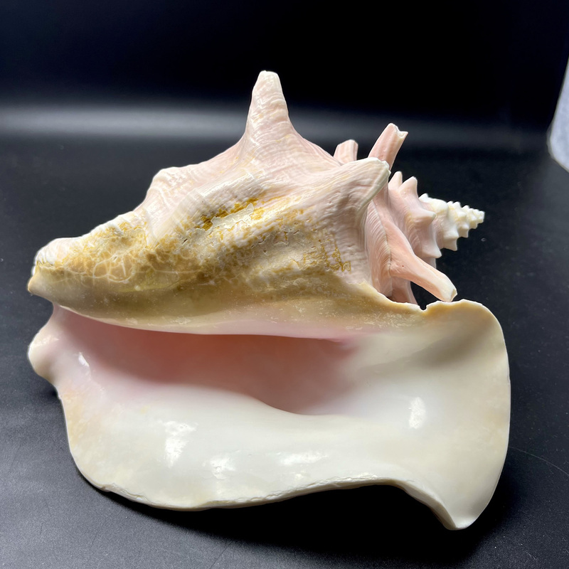 Natural Queen Conch Shell Ornament for Entryway and Living Room, Pink Shell Conch Craft for Aquarium Decoration