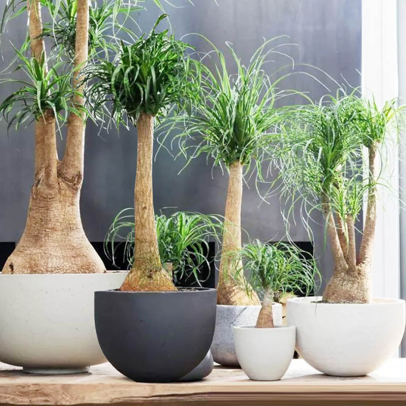 Unique Plant: Wine Bottle Orchid, Small Potted Plant for Indoor and Outdoor Gardens, Evergreen Flower, Elephant Trunk Tree, Potted Green Plant, Landscape Foliage, Shade-Tolerant