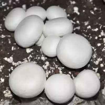Agaricus bisporus Mushroom mushroom package edible fungus package Mushroom mushroom balconies mushroom planting