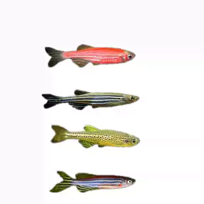 小型觀賞魚斑馬魚闖缸練手魚冷水淡水魚新手魚水草魚燈科魚冷水魚