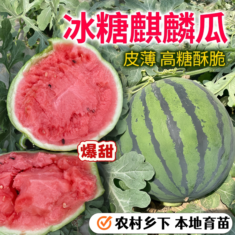 田园有机蔬菜苗