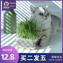 Cat grass seeds hydroponic catnip cat snacks spit hairy hair nutrition soil potted set cat supplies