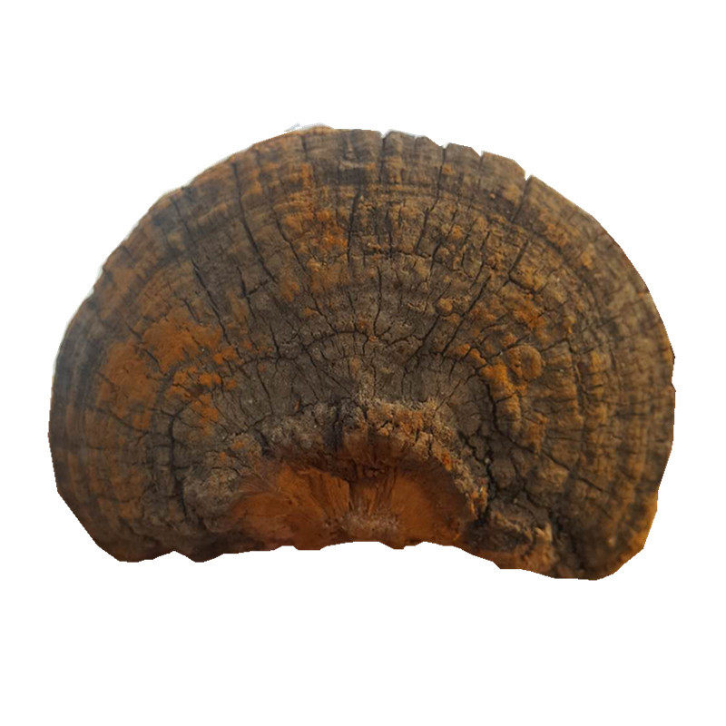 Daxing Anling Samhuang Wild Pore Fungus Lingzhi Zhengzong Non-Tongren Hall 500 gr