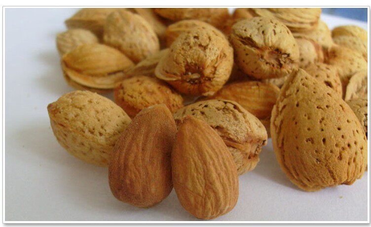 Bulk badan wooden squirrel grain naturally drying nuts almond without processing 500g