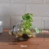 Bình thủy tinh bình nước văn hóa hoa xanh chậu đơn giản cây nước trang trí phòng khách cắm hoa - Vase / Bồn hoa & Kệ chậu hoa cảnh Vase / Bồn hoa & Kệ