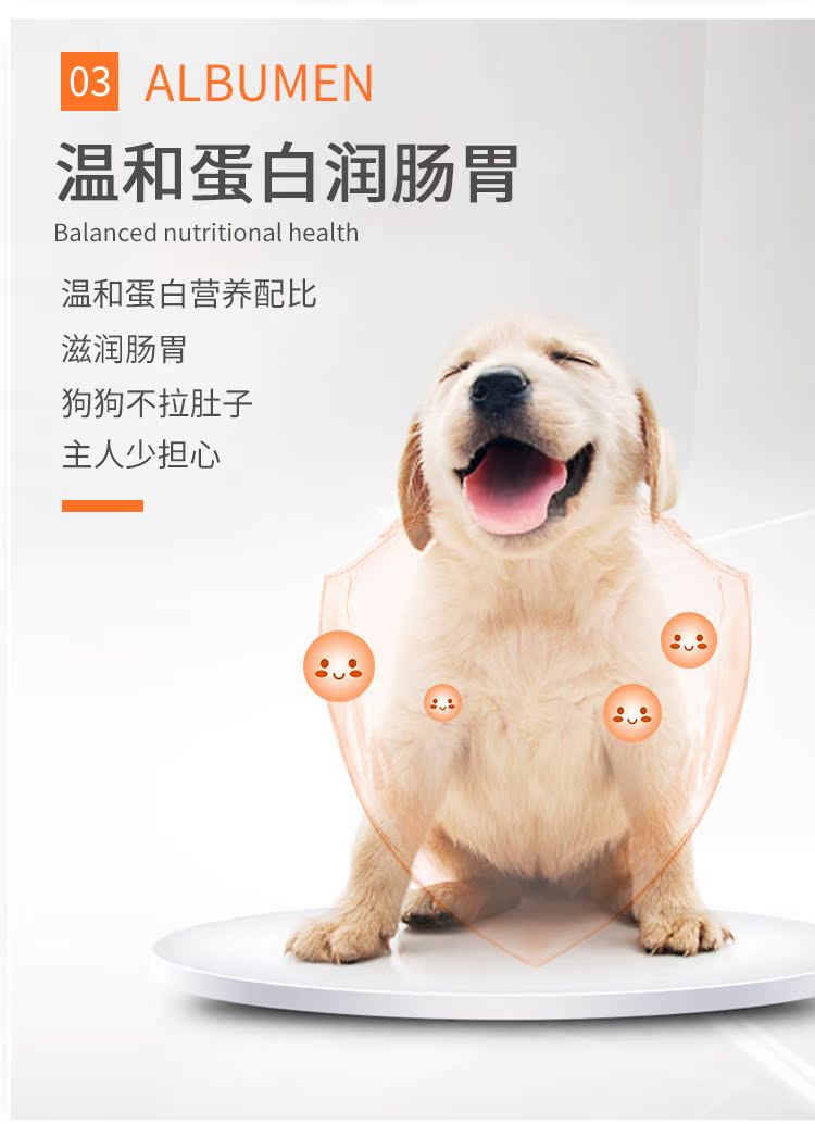 Thức ăn cho chó con chó Labrador Corgisamoy đồ ăn nhẹ cho chó nhỏ Teddy chó con thức ăn cho chó 10 kg phổ - Chó Staples pate chó