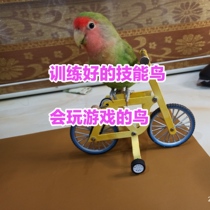 Yellow peach green peach peony budgerigar trained will skill peony parrot live hand raise