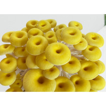 Mushroom planting Mushroom mushroom seed package ooyster mushroom species family indoor Four Seasons planting Mushroom Mushroom mushroom