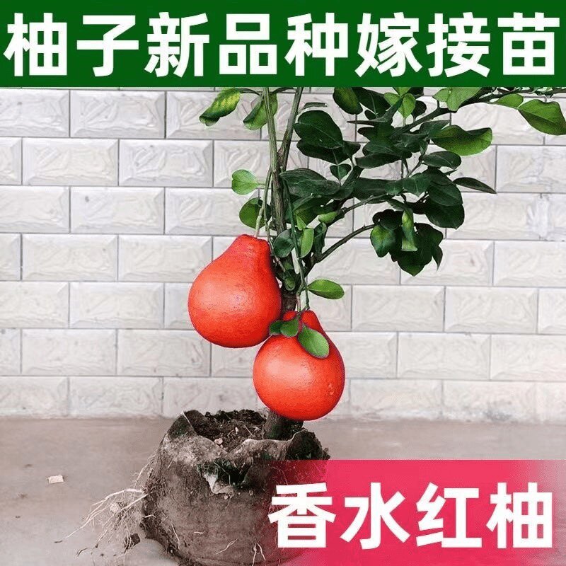农科院种苗研究所的LOGO