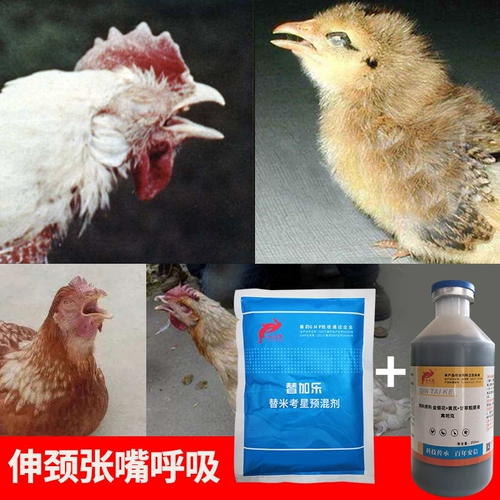 Птица куриная утиная утиная куриная утиная. Бедность. Бедность, чтобы дышать кашлем, храп, открытый рот и сделать меня тяжелыми заболеваниями