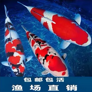 墩墩观赏鱼