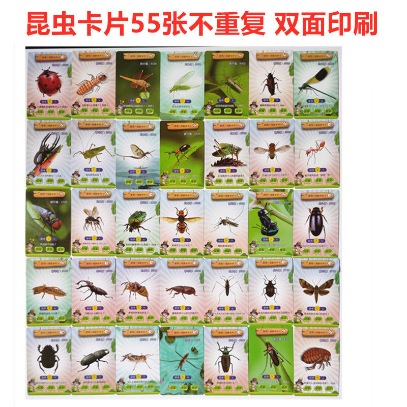 Insect battle card full set of animal pictures seven-star ladybug dragonfly centipede puzzle teaching aids common cognitive card