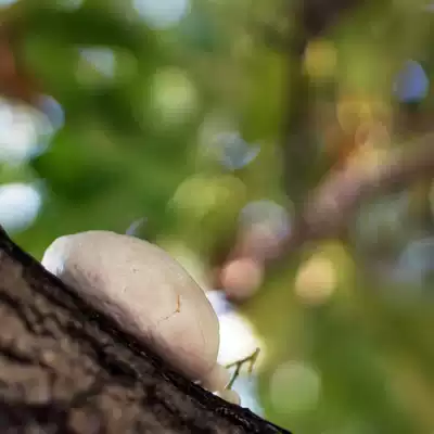 Silk-like soft red dates, job's tears, beautiful neck and beautiful legs, go to chicken skin, forest courtyard, pure food, simple taste