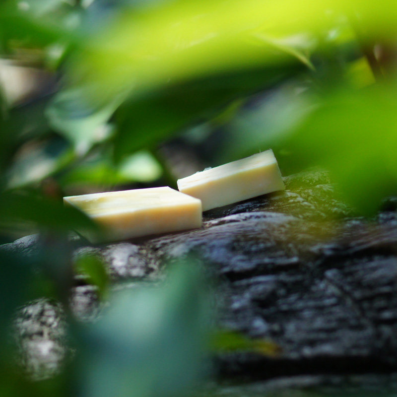 Lotus leaf for the green of the lotus leaves.