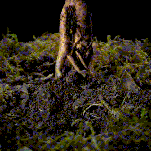 009.gif
