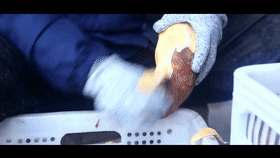 14.gif