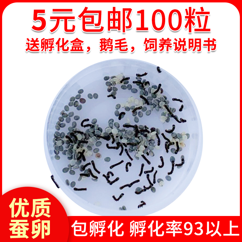 Silkworm baby egg silkworm baby living silkworm seed Spring Silkworm egg silkworm seed sent incubator box to send goose feather fresh mulberry leaf