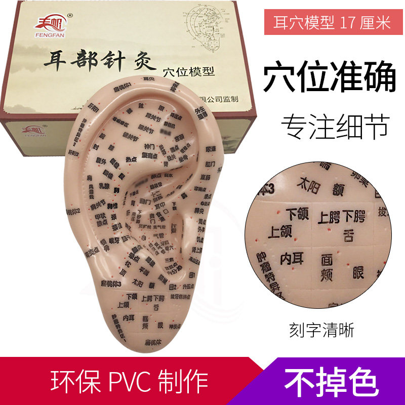 包邮刻字清晰耳穴模型耳针模型 耳朵模型 耳按摩模型针灸耳17厘米