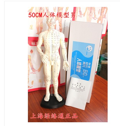 Shanghai meridian ultra-clear human acupuncture acuity model man meridian model Chinese medicine male and female model