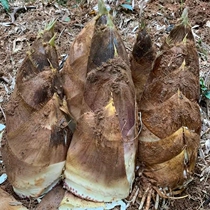 Spring shoots fresh and now found with high mountain hair shoots sweet and tender when season vegetables Jiangxi farmhouse wild bamboo shoots
