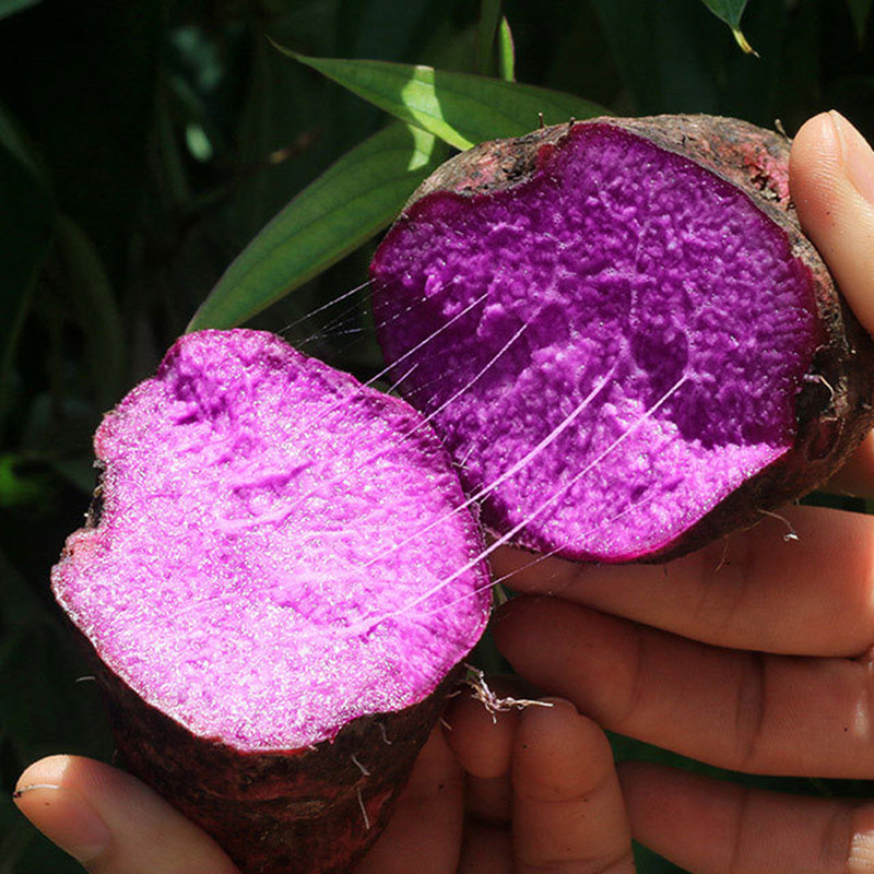 Zishan fresh dig potato potato 5 potato potato potato south from Gannan farmers own Zihuai Mountain to seek the purple potato