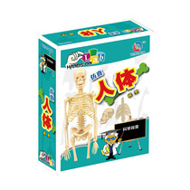 Human bone model assembly Technology small production diy science equipment Science experiment toys Teaching aids