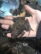 500 g de grenouille forestière fraîche du nord-est élevée artificiellement surgelée grande femelle léopard fraîchement congelée avec de lhuile et des graines 99 par livre