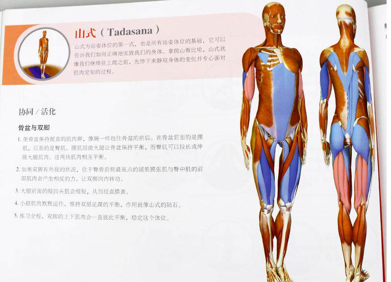 🧘♀️艾扬格瑜伽3D解剖书大揭秘!肌肉篇+动作篇,让你的瑜伽之路更专业💪-瑜伽-淘宝好物网